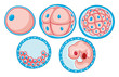 Diagram showing process of growing embryo