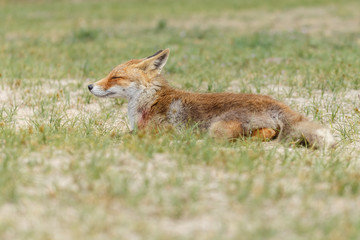 Wall Mural - Red fox in nature on a sunny day