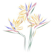 Bird Of Paradise Flowers (Strelitzia Reginae). Vector Color Sketch Of Strelitzia Flowers On White Background.
