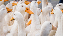 Large Group Of White Ducks.