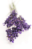 Fototapeta Lawenda - lavender flower