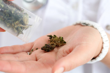 female medicine doctor hand hold medical marijuana