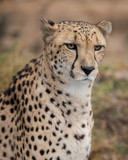 Fototapeta Sawanna - Cheetah (Acinonyx jubatus) closeup portrait