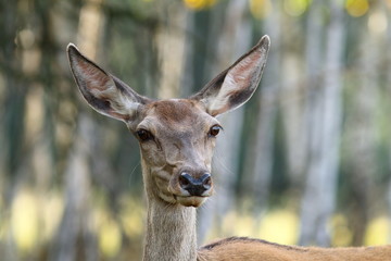 Wall Mural - portrait of red deer doe