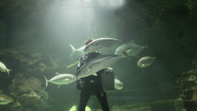 Scuba Diver Feed Fish In Aquarium