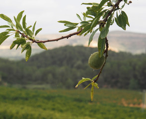 Green Spanish walnut at tree