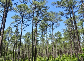  Forest of tall pine trees and a bright blue sky