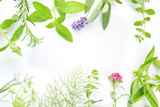 medicinal herbs on white background