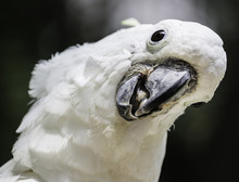 White Bird Parrot Cockatoo Head