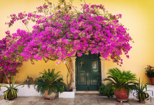 Typical Greek Alley With Beautiful Pink Flower In Corfu Island, Greece
