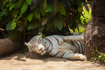 white tiger is lying under a tree