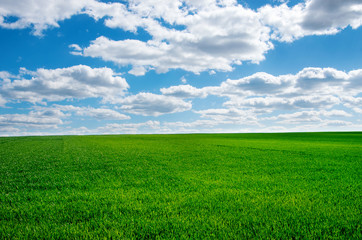 image of green grass field and bright blue sky