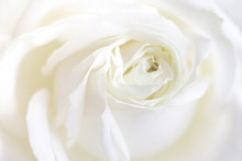Fresh White Rose