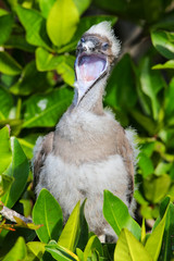 Red-footed booby chick on Genovesa island, Galapagos National Pa