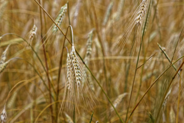 ears of wheat