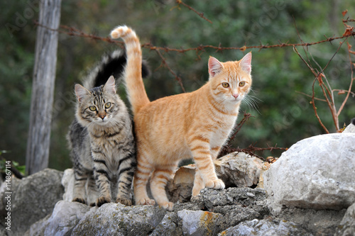 Fotografie, Obraz Zwei hübsche Katzen laufen auf einer Mauer
