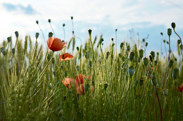 Wall Mural - Red poppies in the wheat field
