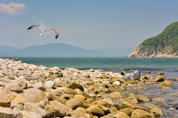 Wonderful world of nature/Photos landscapes with a flying Seagull and a rest in the sun of the seal of the Michelson.