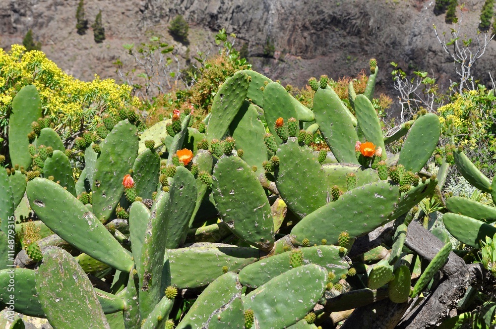 Wilder blhender Kaktus auf La Gomera, Spanien Stock Photo | Adobe Stock