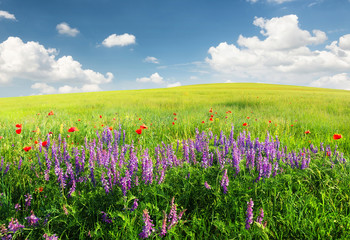 Wall Mural - field with flowers in mountain valley. natural summer landscape.