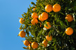 clementines ripening on tree against blue sky