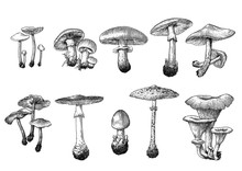 Vector, Drawing, Engraving, Mushroom