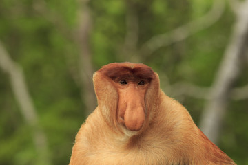 Wall Mural - Proboscis Monkey adult male portrait