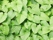 Green Leaf Ivy