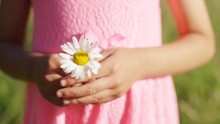 4K Hands Of A Young Child In A Pink Dress Holding A Large Daisy In The Sunlight