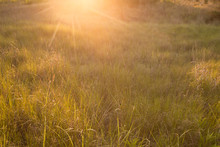 Meadow Of Tall Grass And Sunlight Nature Background Image