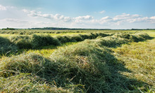 Mowed Hay.