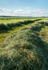 Mowed hay.