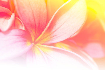 branch of tropical flowers frangipani (plumeria),