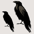black raven bird silhouette 