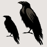 Fototapeta Dinusie - black raven bird silhouette 