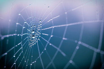 Wall Mural - spider web in the morning
