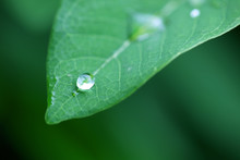 Dew Drop On Green Leaf As Background.