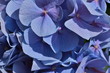 Hydrangea super blue pastel Macro