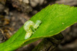 A green loopers larva