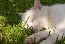 White Cat Sleeping