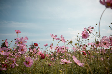 Wall Mural - cosmos flower blossom in garden