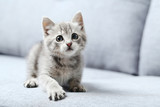 Fototapeta Koty - Beautiful little cat on a grey sofa