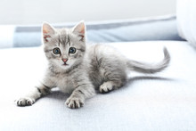 Beautiful Little Cat On A Grey Sofa