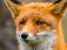 Close Up Of Head Of Fox