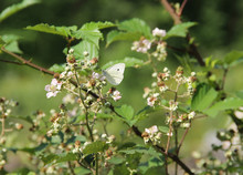 The Small White Butterfly On The Blooming Twigs Of Bramble