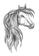 Cavalry morgan horse sketch symbol