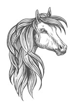Cavalry Morgan Horse Sketch Symbol