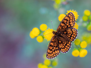 Sticker - Heath Fritillary Butterfly on Yellow Flowers