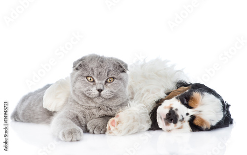 Sleeping Cocker Spaniel Puppy Embracing Scottish Cat Isolated On