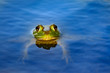 American bullfrog (Lithobates catesbeianus) floating in pond